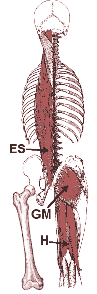 Erector Spinae, Gluteus maximus, Hamstrings