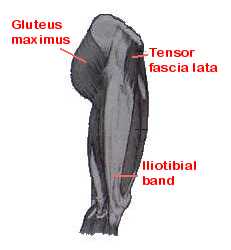 Picture: The Gluteus maximus is used in weight bearing exercises pilates