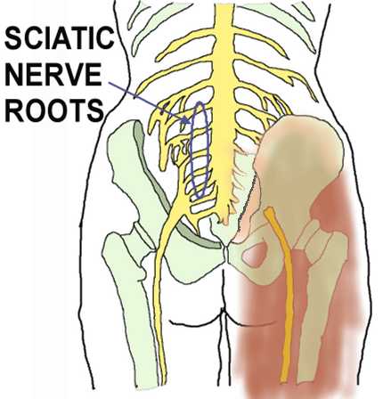 Spine Nerve Diagram