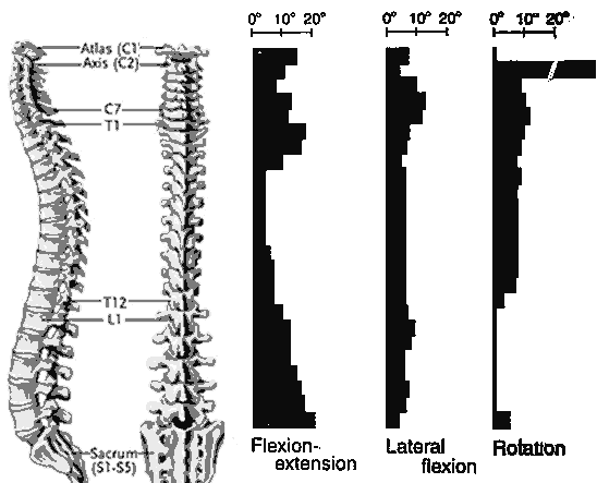 spine joint