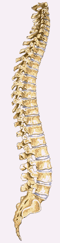 The normal standing spine