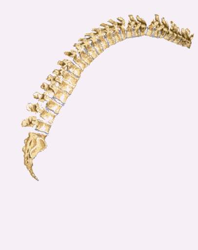 flexion of spine