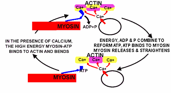 atp system diagram