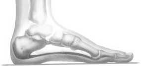 Picture of Normal Foot