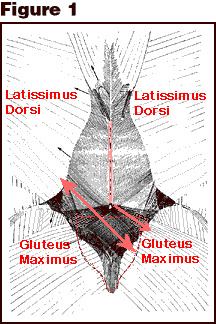 Gluteus-SupThLuFascia1