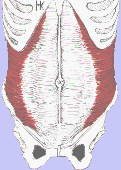 Transversus
      abdominus from the front